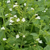Calamintha n. 'White Cloud'