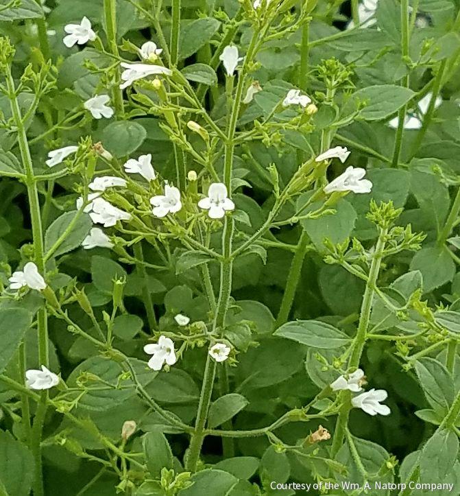 Calamintha n. 'White Cloud'