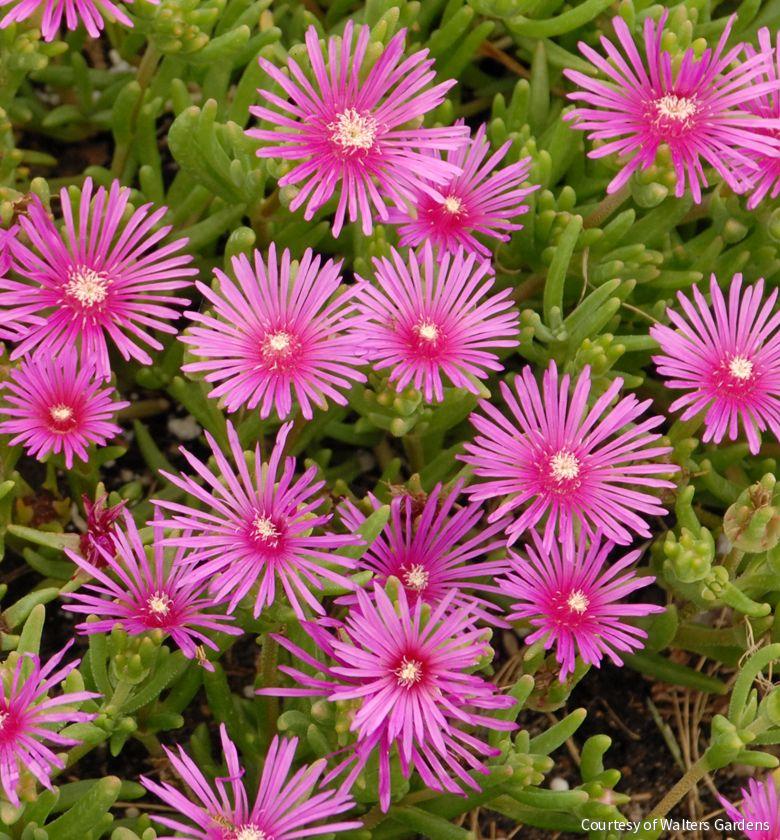 Delosperma cooperi