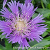 Stokesia l. 'Blue Danube'