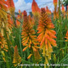 Kniphofia Pyromania® 'Backdraft'