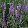 Veronica l. 'Eveline'