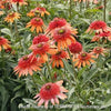 Echinacea CARA MIA™ 'Coral'