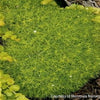 Sagina s. 'Aurea'