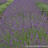 Lavandula x i. 'Phenomenal'