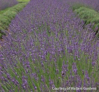 Lavandula x i. 'Phenomenal'