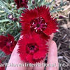Dianthus Star Single™ Fire Star Improved