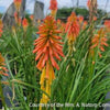 Kniphofia 'Papaya Popsicle'