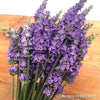 Lavandula Sensational!®