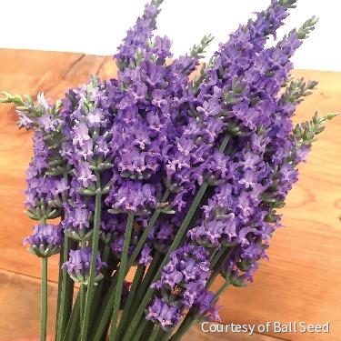 Lavandula Sensational!®