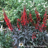 Lobelia 'Black Truffle'