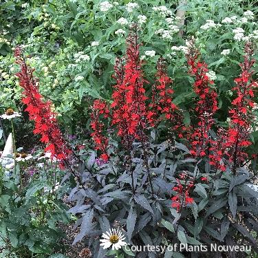 Lobelia 'Black Truffle'