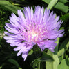 Stokesia l. 'Colorwheel'