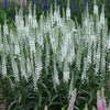 Veronica Magic Show® 'White Wands'