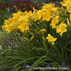 Hemerocallis 'Buttered Popcorn'