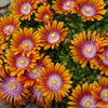 Delosperma 'Fire Spinner'