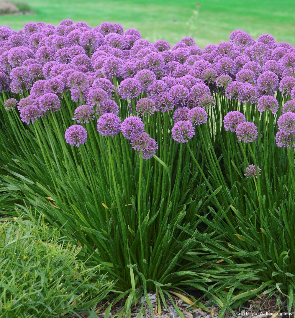 Allium 'Millenium'