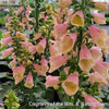 Digitalis 'Arctic Fox Rose'