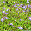 Mazus reptans