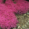 Thymus s. 'Coccineus'
