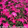 Dianthus Kahori® Pink