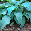 Hosta 'Neptune'