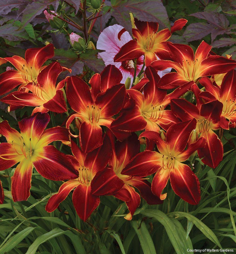 Ruby Rhodes Hemerocallis 'Ruby Spider' – Rhodes Greenhouses