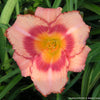 Hemerocallis 'Strawberry Candy'