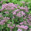 Eupatorium 'Phantom'