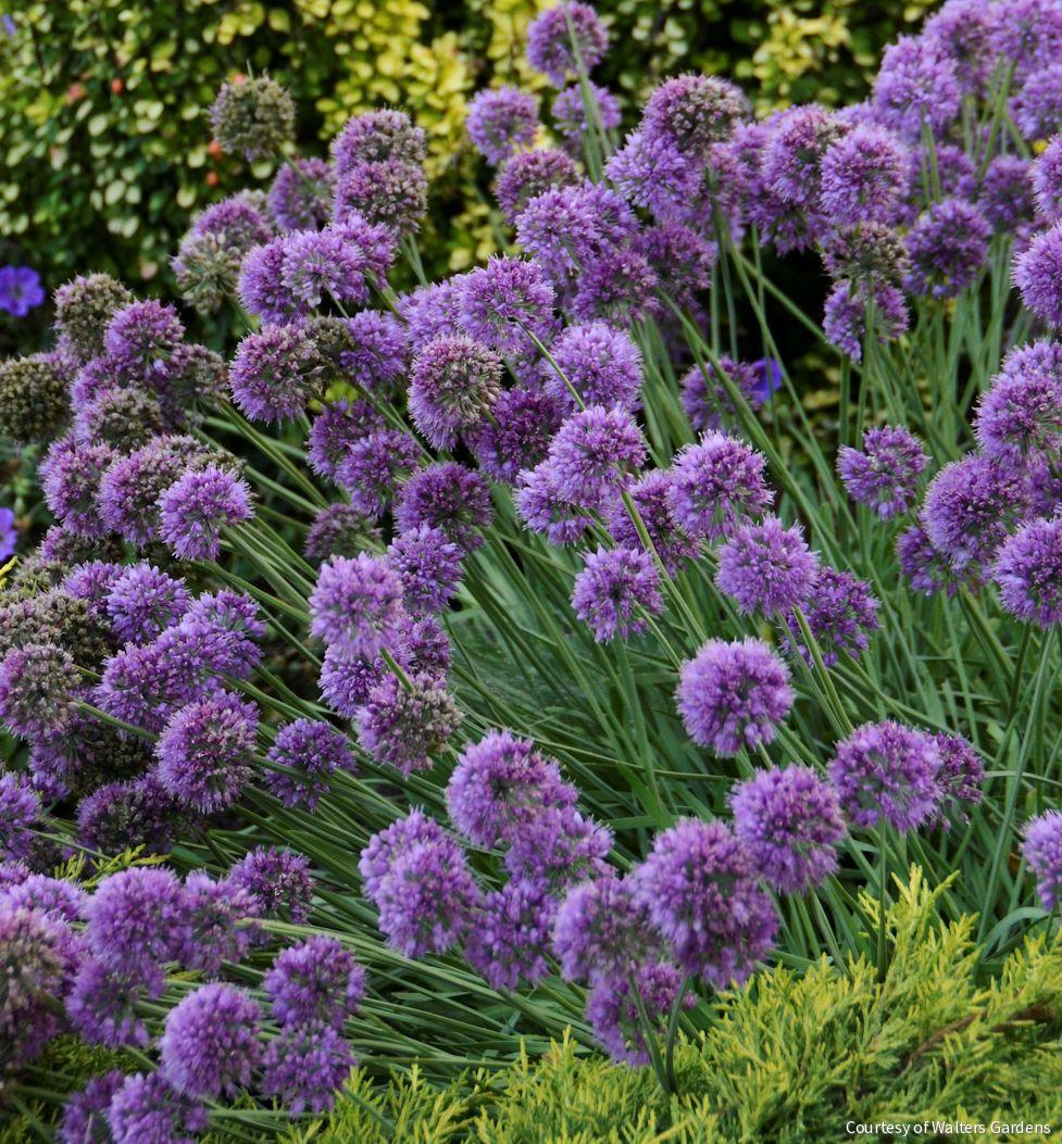 Allium 'Medusa'