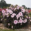 Hibiscus 'Dark Mystery'