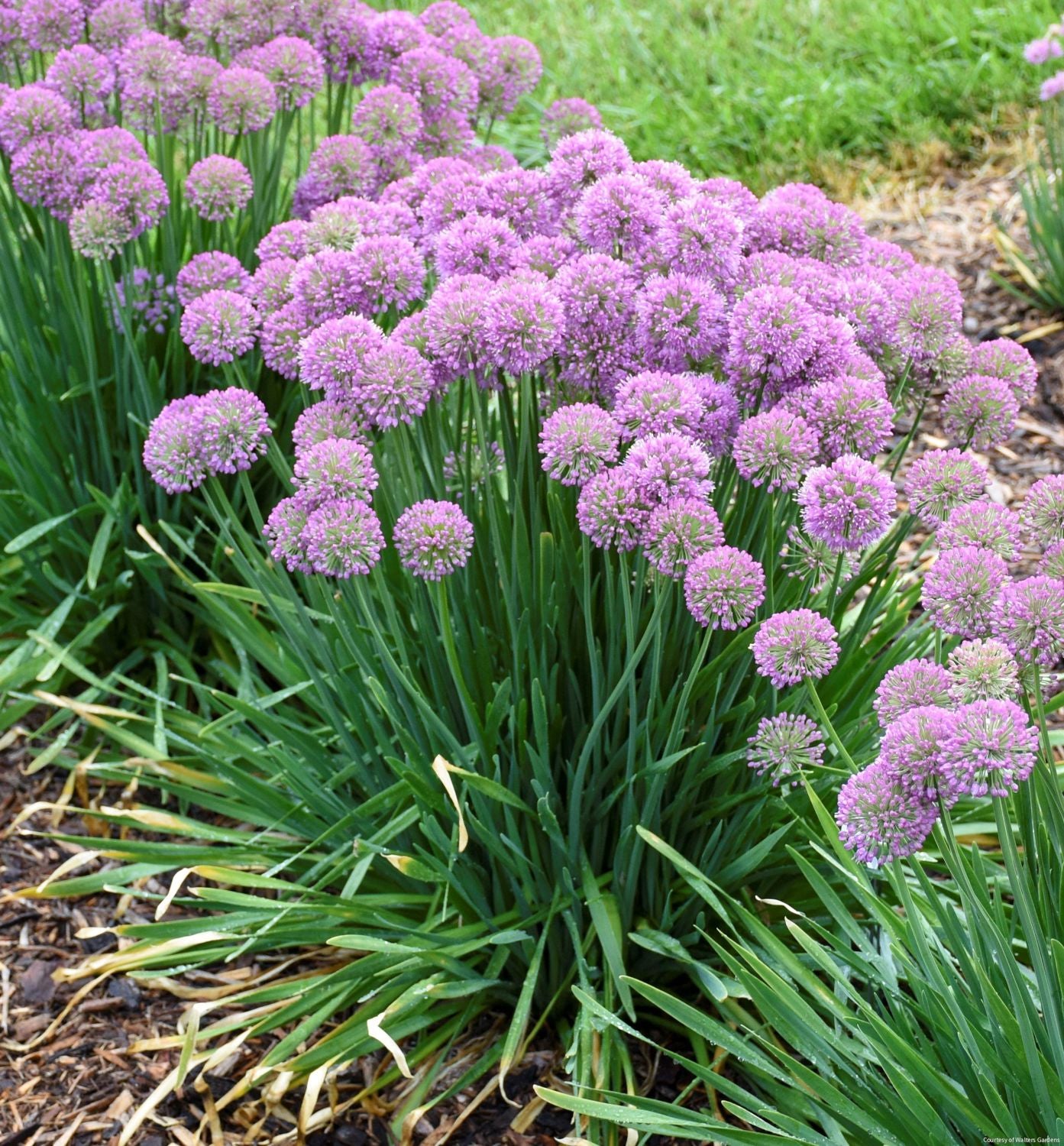 Allium 'Serendipity'