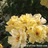 Rosa DR Lemon Drift®