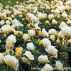Rosa DR Popcorn Drift®