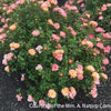 Rosa DR Coral Drift®