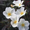 Rosa KO White Knock Out®