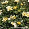 Rosa KO Easy Bee-zy Knock Out®