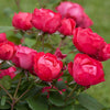 Rosa SH Oso Easy® Double Red®