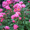 Rosa SH Oso Easy® Double Pink