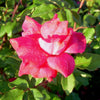 Rosa KO Knock Out® (Original Red)