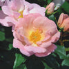Rosa KO Peachy Knock Out®