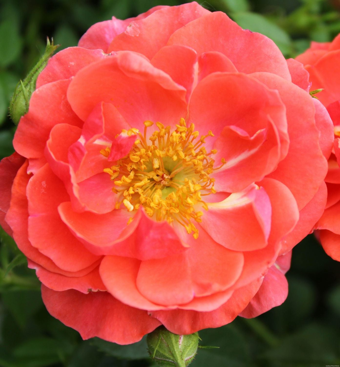 Rosa SH Oso Easy® Mango Salsa – Rhodes Greenhouses