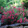 Rosa DR Red Drift®