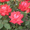 Rosa KO Double Knock Out® (Red)
