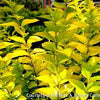 Ligustrum x Golden Ticket®