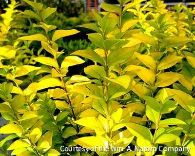 Ligustrum x Golden Ticket®