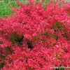Berberis t. Sunjoy Neo®