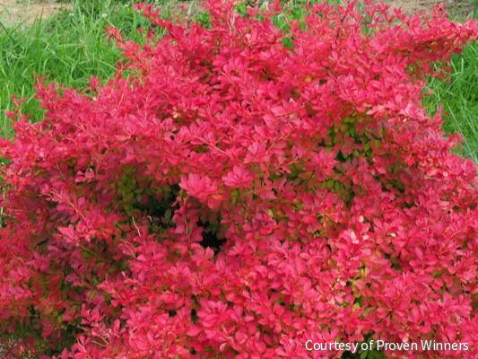 Berberis t. Sunjoy Neo®