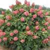 Hydrangea q. 'Munchkin'