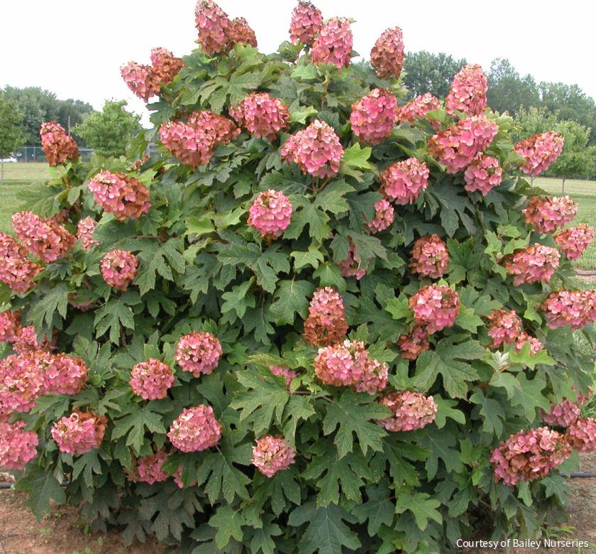 Hydrangea q. 'Munchkin'